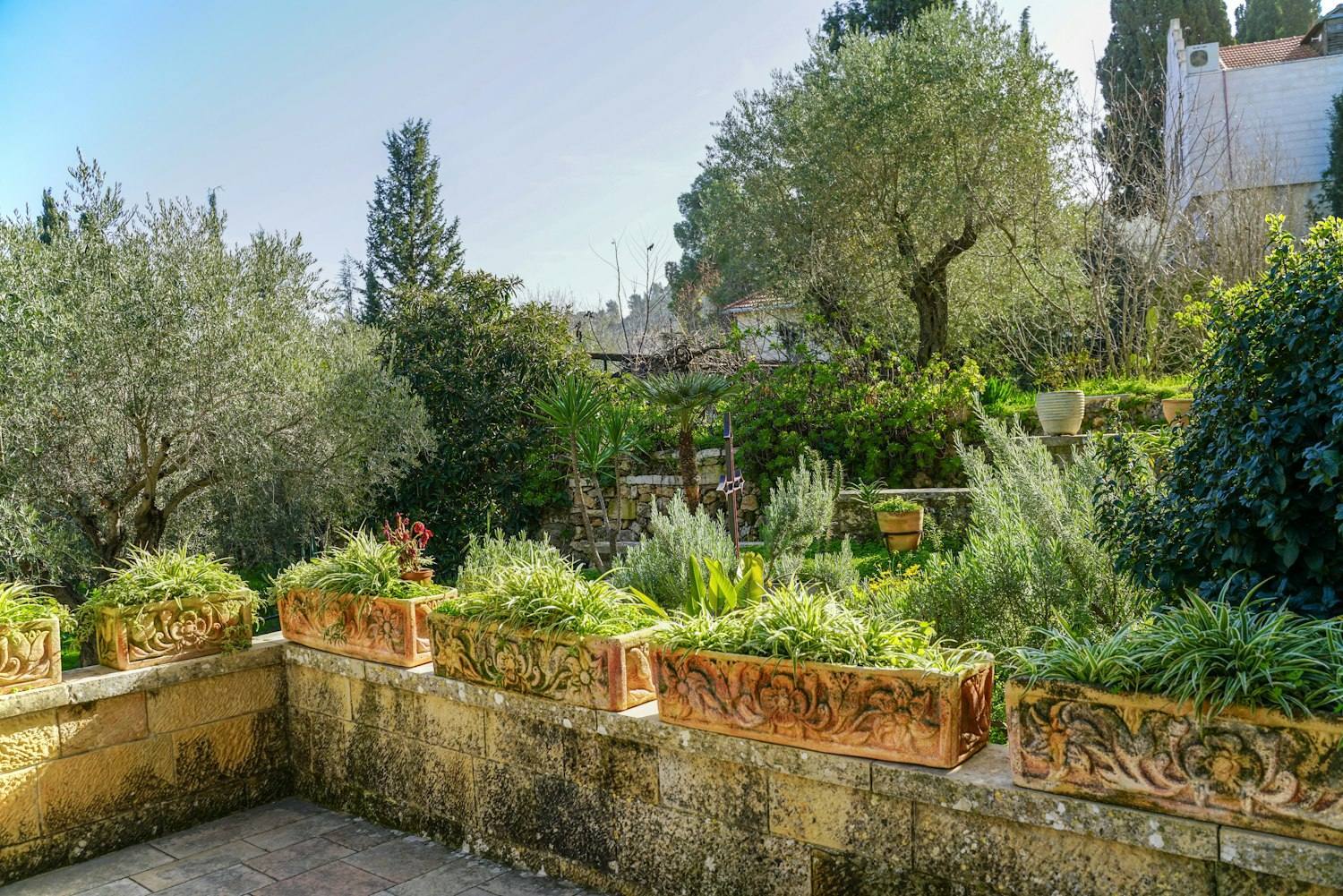 Jardín mediterráneo con arriates de plantas aromáticas y olivos.